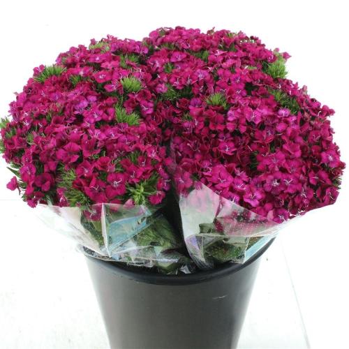 Dianthus barbatus 'Amazon Neon Cherry'
