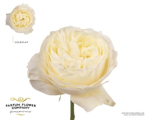 Rosa grootbloemig overig