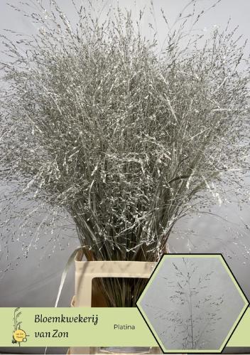 Siergras kleurbehandeld H%