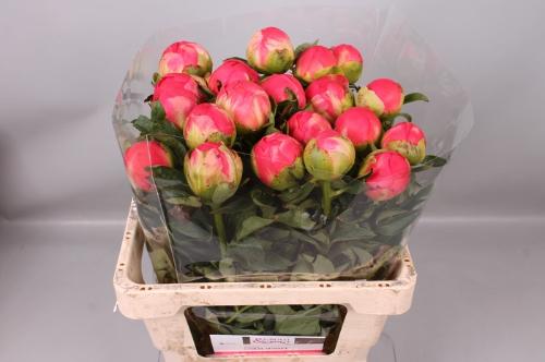 Paeonia Lactiflora Grp 'Coral Sunset'
