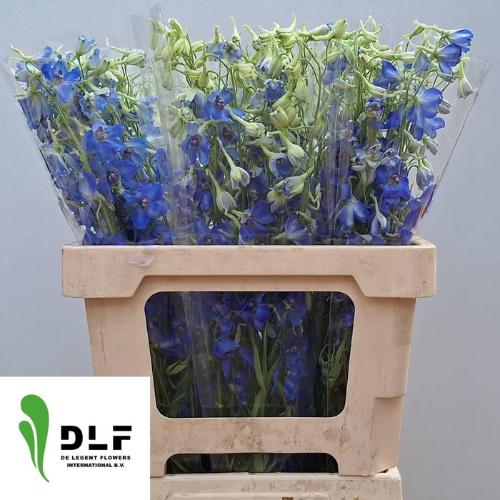 Delphinium Belladonna Grp enkelbloemig 'Volkerfrieden'