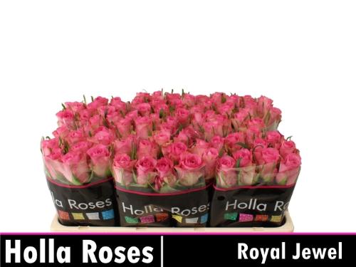Rosa grootbloemig Royal Jewel