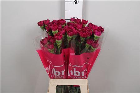 Dianthus standaard 'Golem'