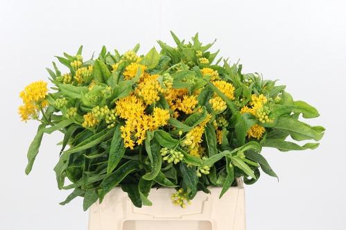 Asclepias tuberosa