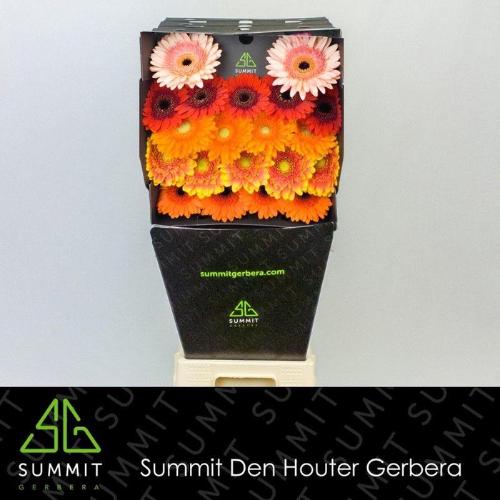 Gerbera mini gemengd op rij