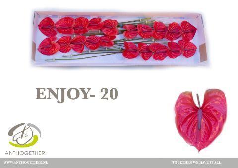 Anthurium Andreanum Grp 'Enjoy'