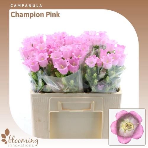 Campanula medium 'Champion Pink'