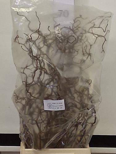 Corylus avellana 'Contorta'