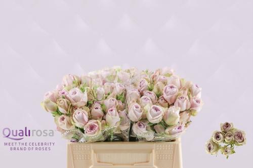 Rosa tros Silver Lace