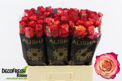 Rosa grootbloemig Bogart-Bb