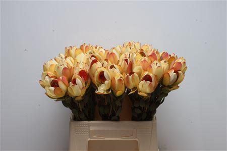 Leucadendron discolor