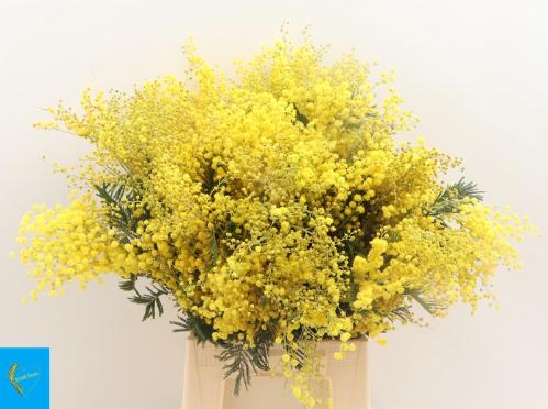 Acacia baileyana bloeiend per bos 'Purpurea'Dealbata Grp