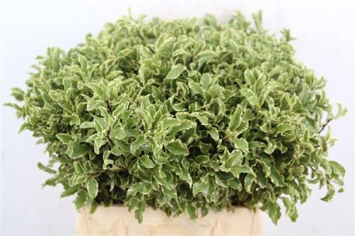 Pittosporum tenuifolium 'Silver Queen'