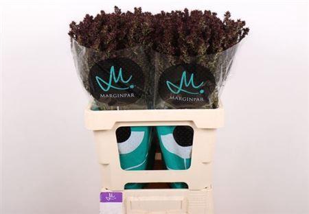 Phlox Paniculata Grp 'Dark Miracle'