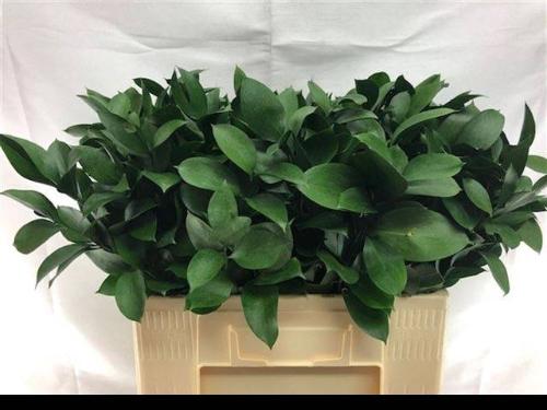 Ruscus hypophyllum (groot blad)