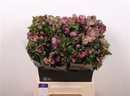 Helleborus 'Mammoth Pink'