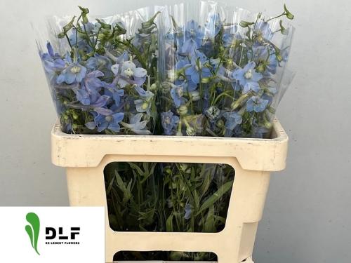 Delphinium Belladonna Grp enkelbloemig 'Ballkleid'