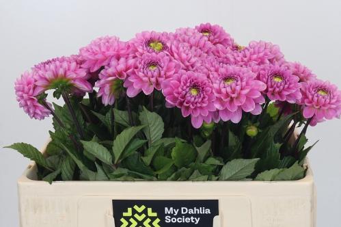 Dahlia (Ball Grp) 'Veerle'