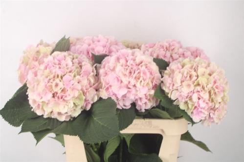 Hydrangea macrophylla 'Verena' (classic)