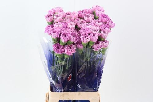 Dianthus standaard 'Yukari Scuro'