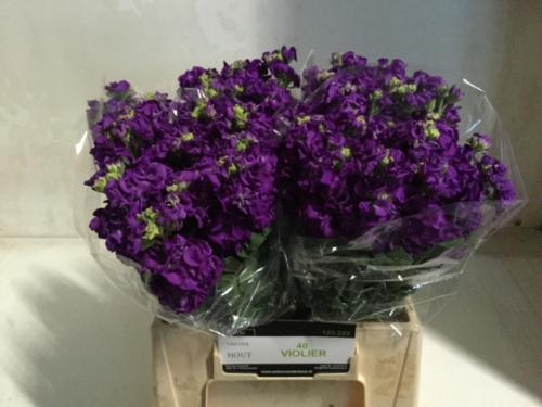 Matthiola incana 'Iron Purple'