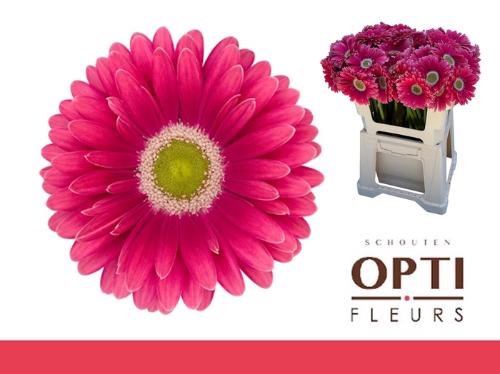 Gerbera grootbloemig 'Unique'