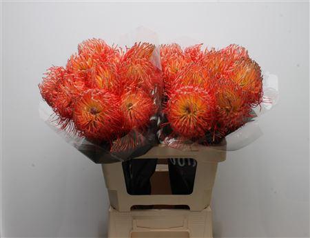 Leucospermum cordifolium overig