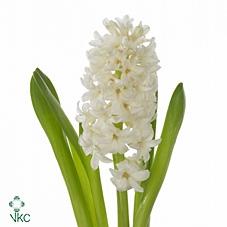 Hyacinthus orientalis 'White King'