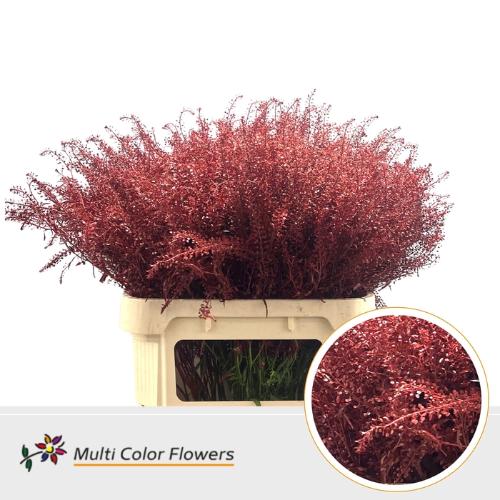 Lepidium kleurbehandeld H%