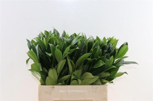 Prunus (blad) laurocerasus