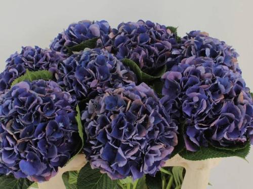Hydrangea macrophylla Royal King