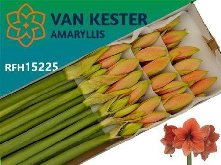 Hippeastrum Galaxy Grp 'Desire'