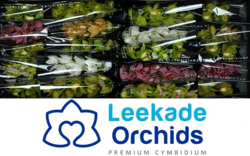 Cymbidium mini per tak gemengd