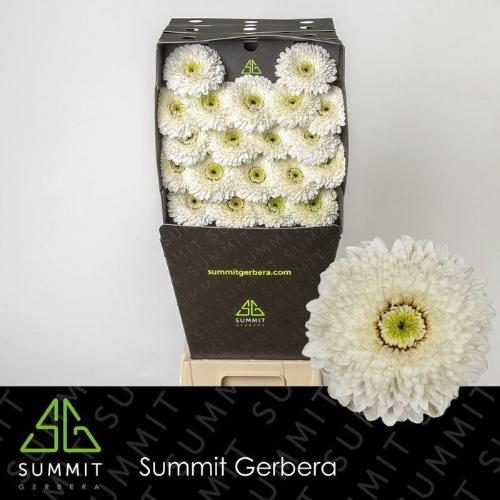 Gerbera mini Amando