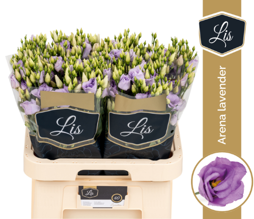 Eustoma russellianum 'Arena Lavender'