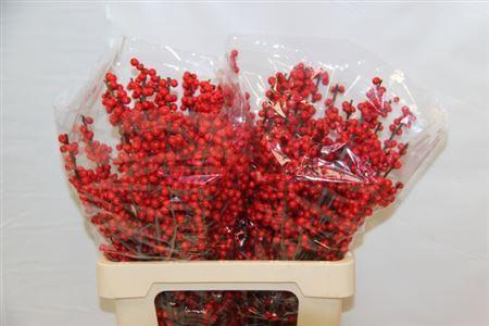 Ilex verticillata