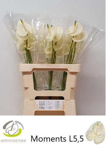 Anthurium Andreanum Grp Moments