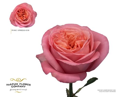 Rosa grootbloemig Pink X-Pression