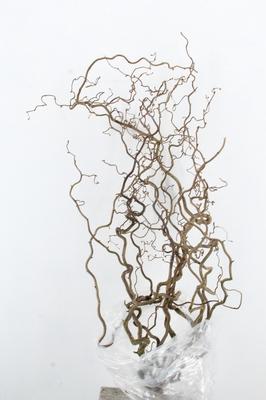 Corylus avellana 'Contorta'