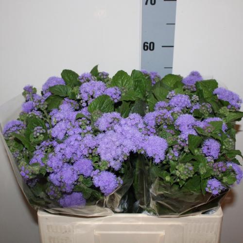 Ageratum houstonianum 'Blue Horizon'