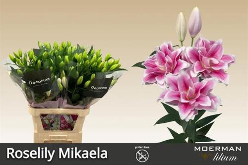 Lilium (Oriental Grp) dubbel Roselily Mikaela