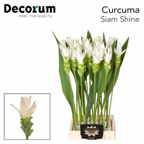 Curcuma alismatifolia Siam Shine