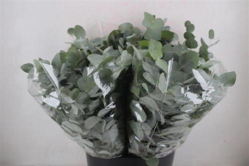 Eucalyptus per bos cinerea