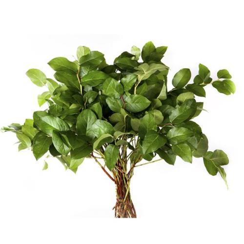 Gaultheria shallon per bos