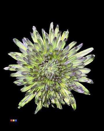 Chrysanthemum (Indicum Grp) geplozen Topspin kleurbehandeld H%