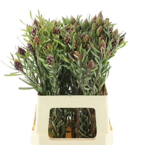 Leucadendron overig