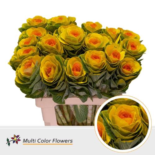 Brassica oleracea kleurbehandeld H%