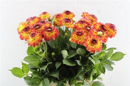 Dahlia Ball Grp 'Icoon'