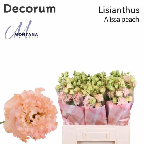 Eustoma russellianum gevuldbloemig 'Alissa Peach'