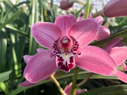 Cymbidium mini Rincon 'Claris'